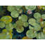 Lotus Pond Serenity Series II Framed Print-71200080-71200081