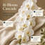 Massives orchidées phalaenopsis-1740947597