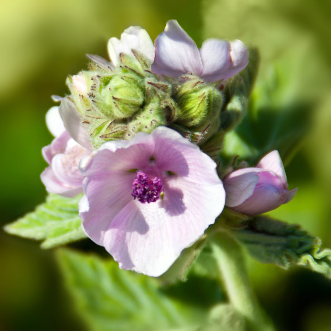 Laquania Marshmallow, Althaea Officinalis - Leinwandfoto, gewickelt