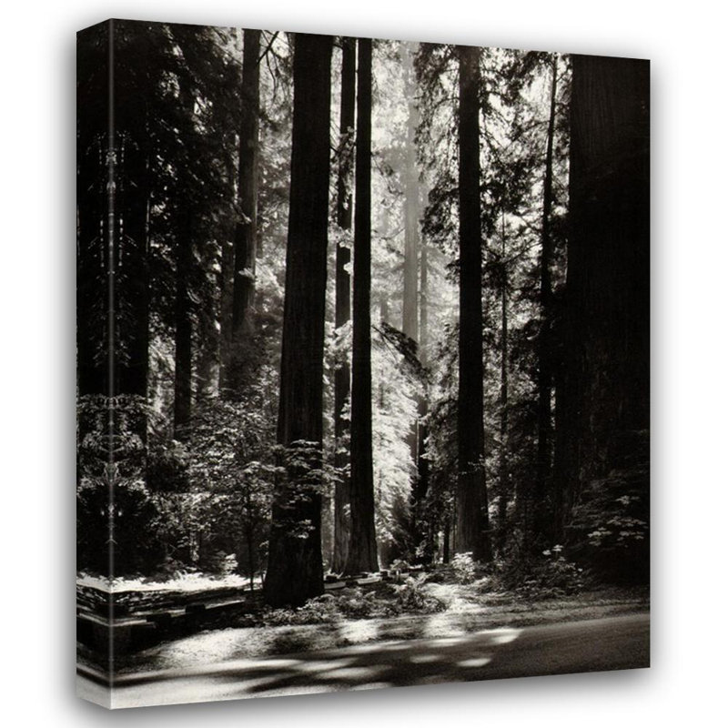 Redwoods, Founder's Grove, 24" H x 19" W
