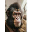 Commuter Monkey Print on Glass