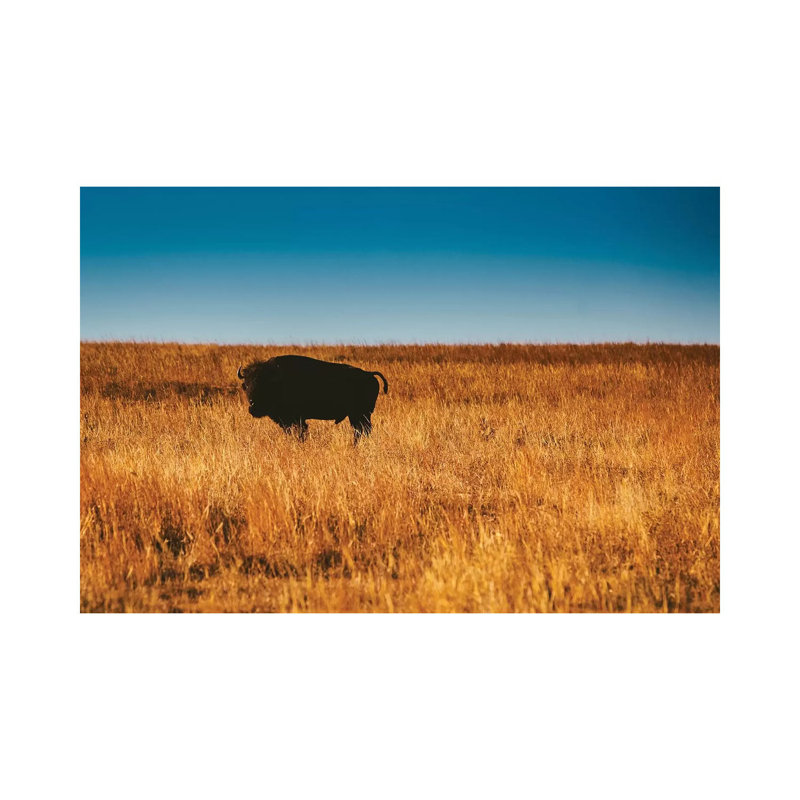 Wild Buffalo by Bethany Young - Print on Canvas, Wrapped Canvas, 20.32cm H x 30.48cm W x 1.91cm D