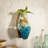 Wall Mounted Glass Planter on Driftwood
