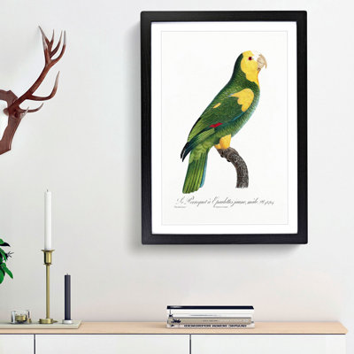 A Yellow-Shouldered Parrot by F. Levaillant - Single Picture Frame Painting
