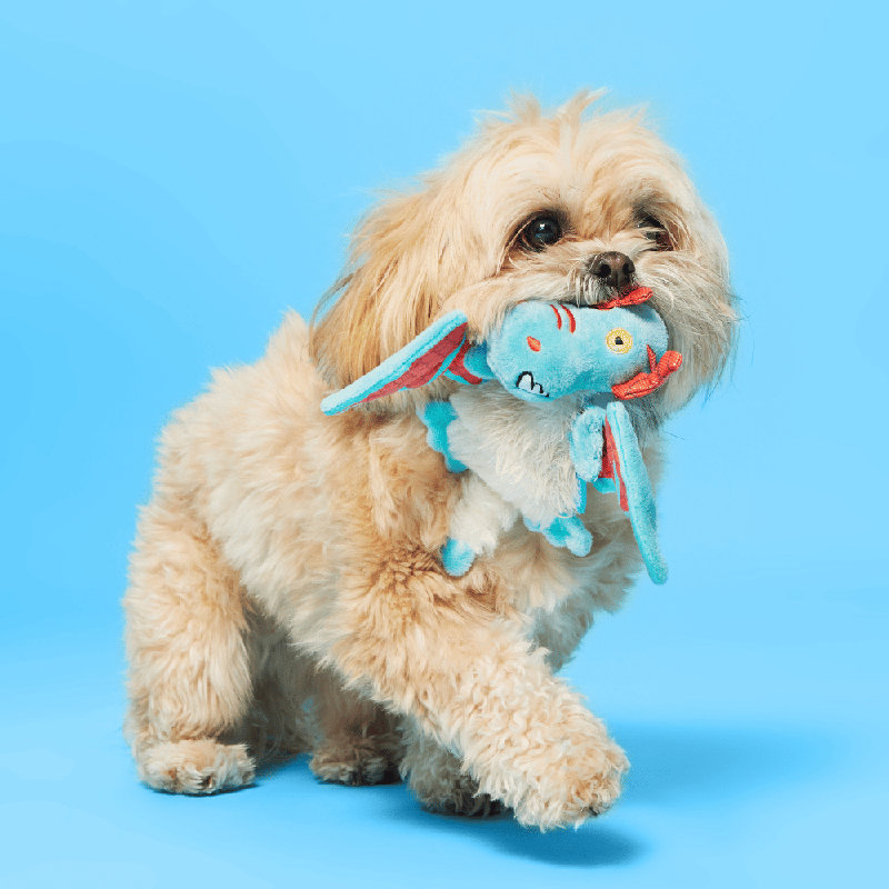 Best Of Bark Box Accessories