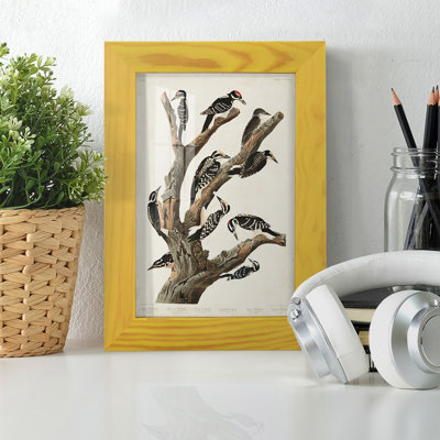Pl. 417 Marias Woodpecker - seul cadre imprimé