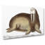 Arctic Walrus by George Shaw - Wrapped Canvas-55304172
