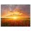 «Poppy Field Under Bright Sunset», reproduction de photo-2035798558-2035798545