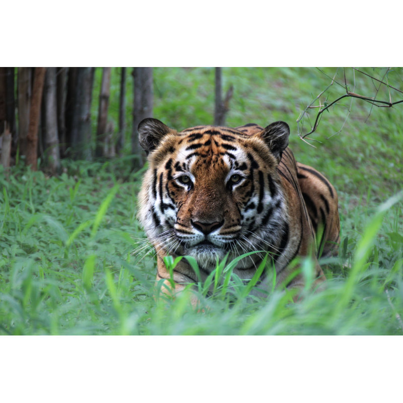 Crouching Tiger by Ram0208 - Wrapped Canvas Print, 30cm H x 46cm W x 3.8cm D