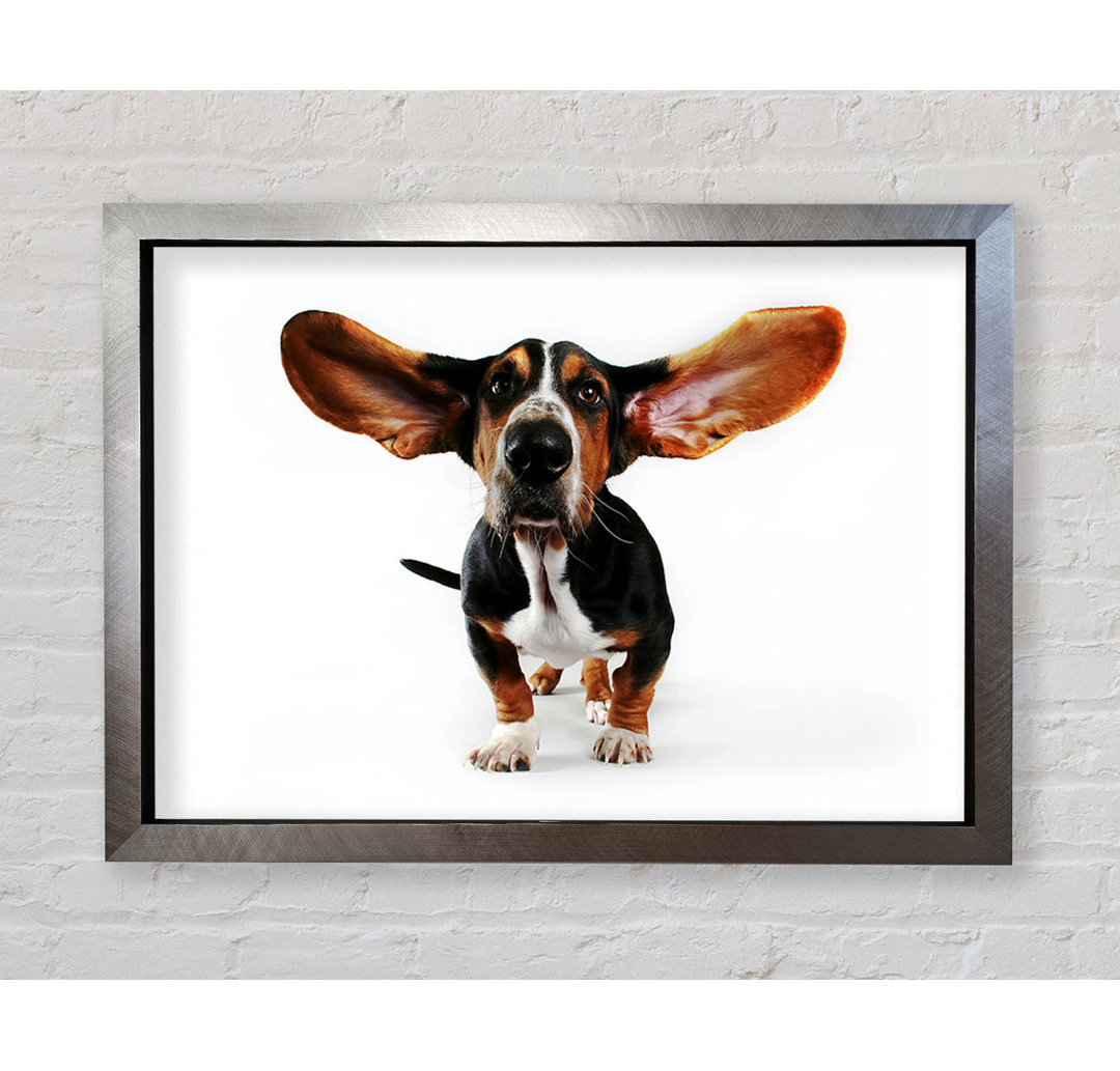 Basset Hound Ohren - Druck