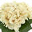 Hydrangeas in Vase