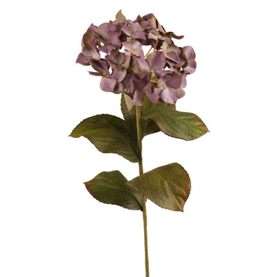 Hydrangea Stem