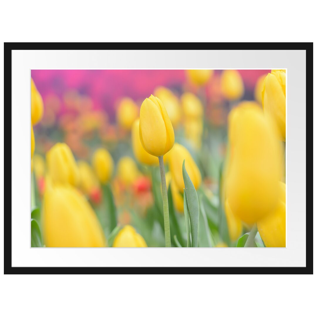 Gerahmtes Poster Gelbe Tulpen im Frühling