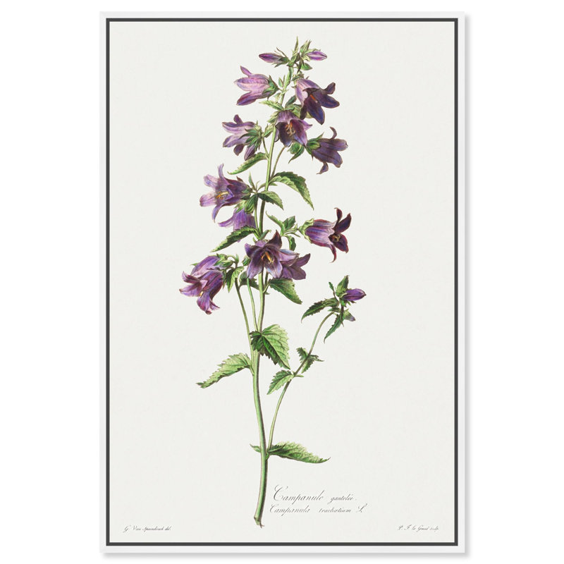 Art Remedy, impressions sur toile, Campanule Gantelee, H 55 po x l 37 po, Cadre flottant blanc