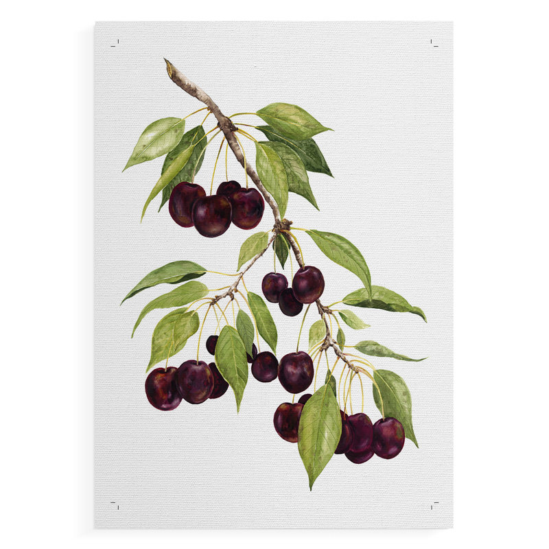 Cerises à l'aquarelle - impression sur toile seulement - non encadrée, H 12 po x l 8 po