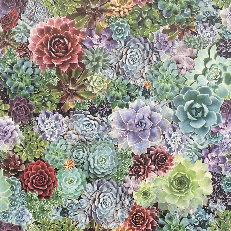 Rhea Succulents Wallpaper