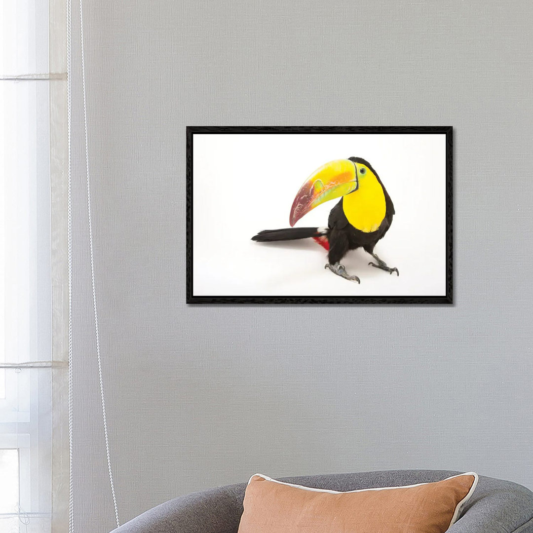 A Keel-Billed Toucan At Tracy Aviary von Joel Sartore - Gallery-Wrapped Canvas GiclÃ©e on Canvas