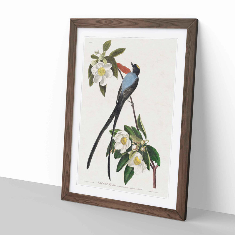 Fork-Tailed Flycatcher Bird by John Audubon - Framed Print, 48cm H x 36cm W x 2cm D, Walnut Framed