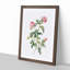 English Roses in Pink by Pierre-Joseph Redoute - Picture Frame Painting Print-55539511-55539512