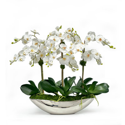 Orchid In Vessel Container