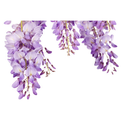 Wisteria Close-up - Wrapped Canvas Print