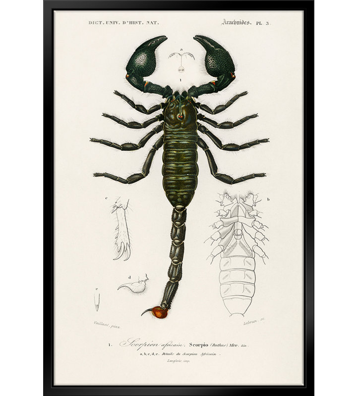 The Emperor Scorpion par - on, L 16 po x H 20 po