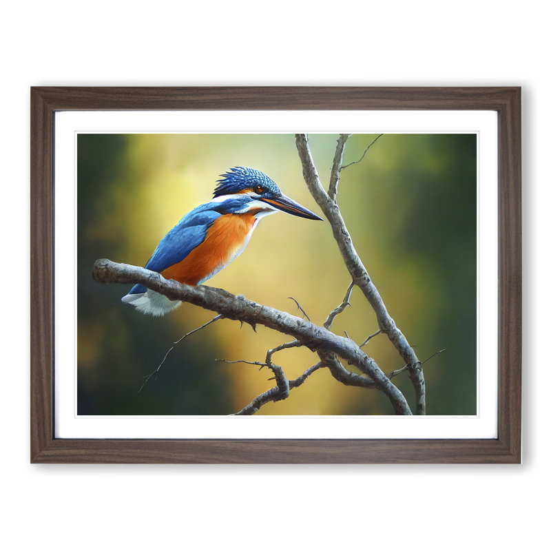 Cool Kingfisher Bird - Framed Print, 46cm H x 64cm W x 2cm D, Walnut