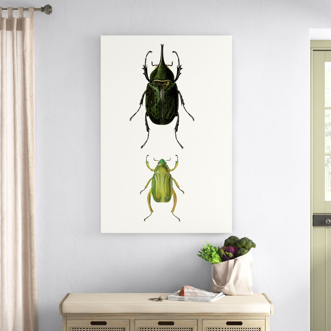 Leinwandbild Entomology Series IV von Blanchard