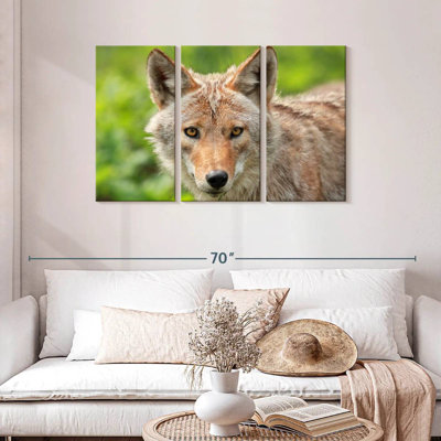 Face Of Coyote