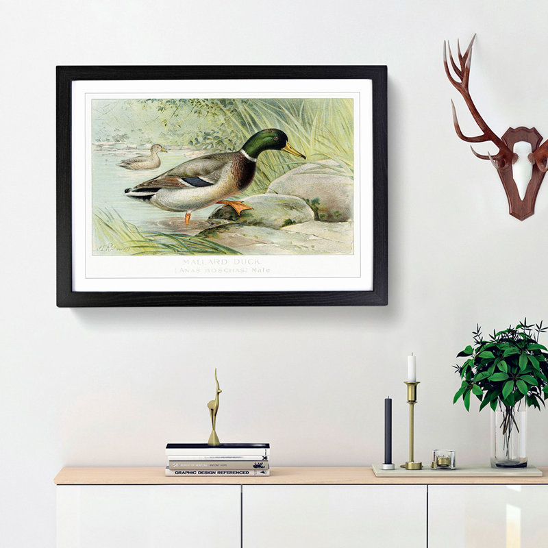 Mallard Duck by J.L. Ridgway - Picture Frame Art Print, Black Framed, 36cm H x 48cm W x 2cm D