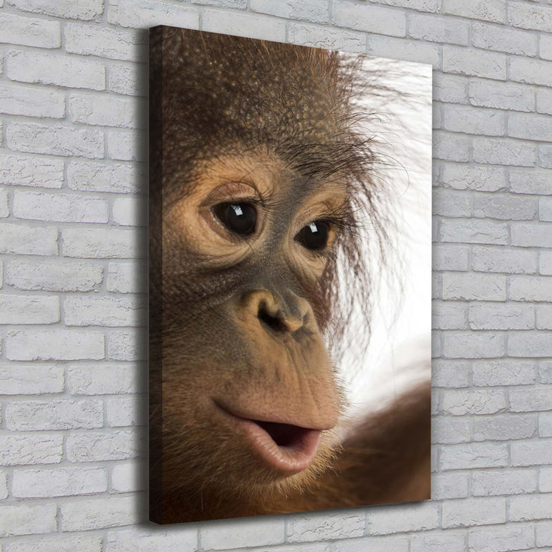 A Young Orangutan - Wrapped Canvas Print