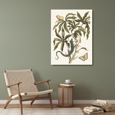 "Cassava" by  Maria Sibylla Merian - Gallery Wrap Canvas Wall Art