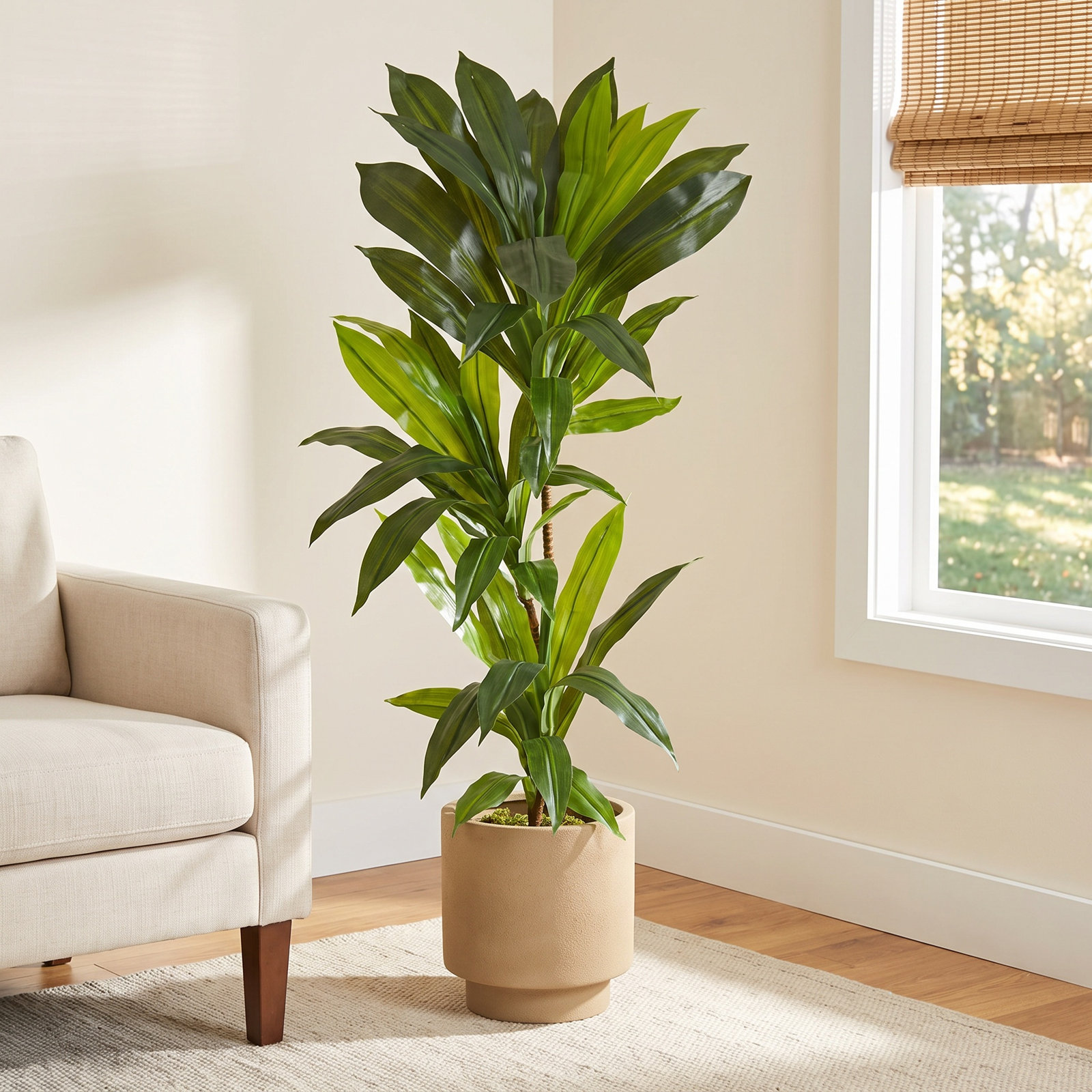 Dracaena with Base Included, 36" H x 13" W x 13" D