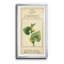 Linnaean Botany V - peinture sur toile encadrée-1872804157-1872804097