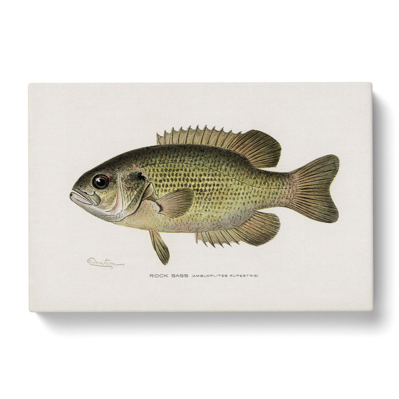 Rock Bass by Sherman F. Denton - Wrapped Canvas Print, 40cm H x 60cm W x 3cm D