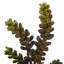 Fleur artificielle succulente