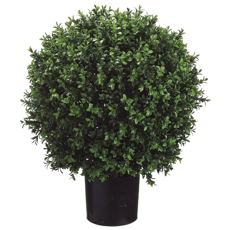 Topiaire buis en pot en forme de boule