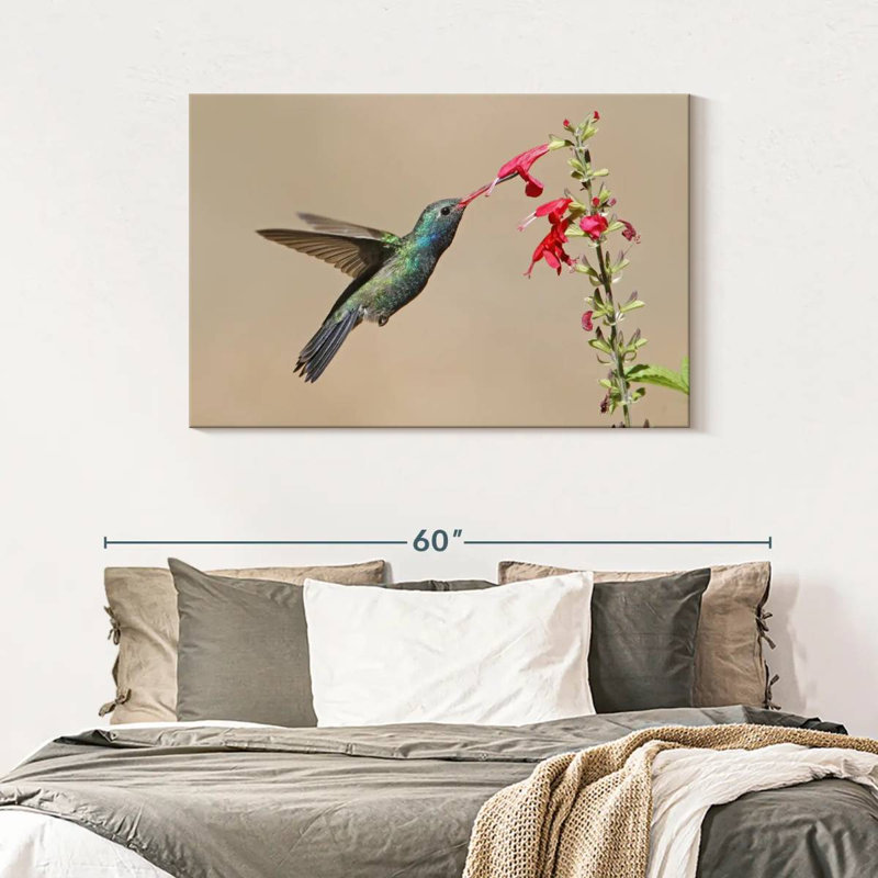 Broad-Billed Hummingbird Drinking Nectar, 30" H x 45" W