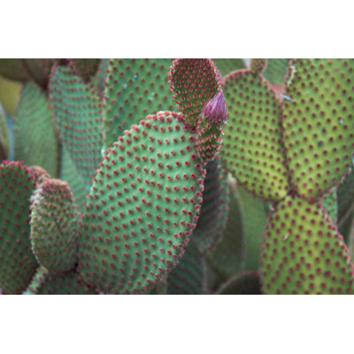 Cactus by Jonnnky - Wrapped Canvas Print