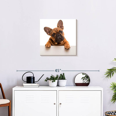 Curieux bouledogue français Brampt