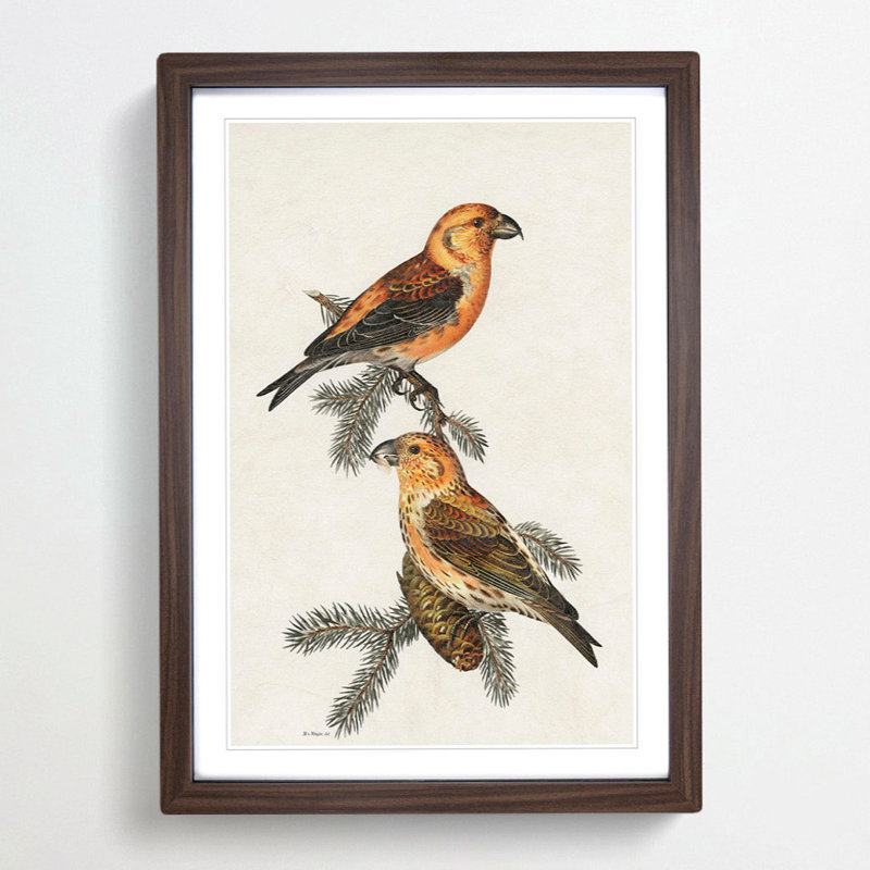 Red Crossbill Birds by Von Wright - Picture Frame Painting Print, 65cm H x 48cm W x 2cm D, Walnut Framed