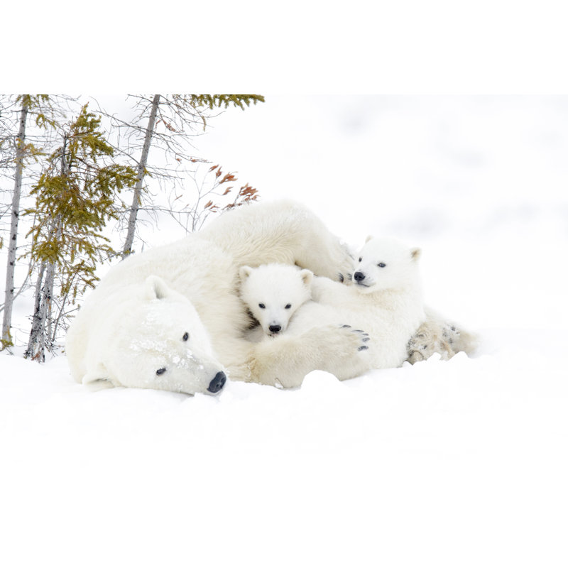 Polar Bear - Wrapped Canvas Print, 30cm H x 46cm W x 3.8cm D