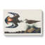 Kildeer Plover by John Audubon - Wrapped Canvas-55304358