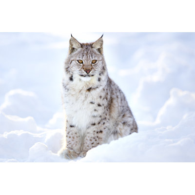 «Beautiful Lynx Cub Sits in the Cold Snow» par Kjekol - photographie sur toile tendue