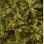 Tiffany Green Fir Artificial Christmas Tree with Clear Lights with Stand-1987196292