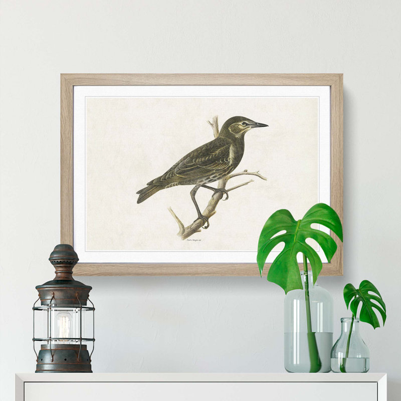 Starling by Von Wright - Framed Print, 48cm H x 65cm W x 2cm D, Oak Framed