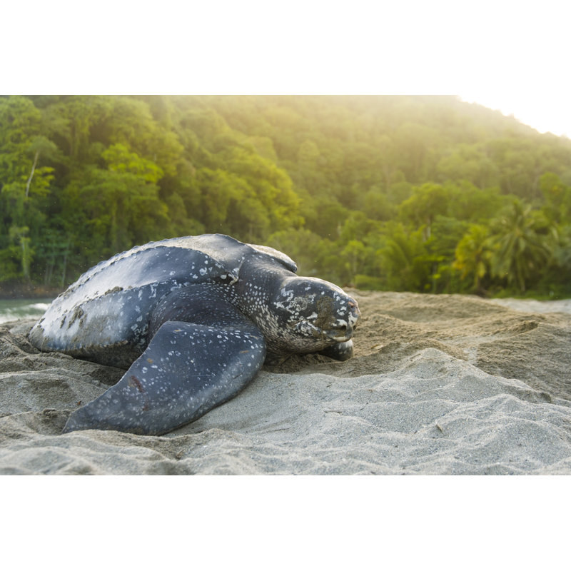 Beautiful Leatherback Turtle by Rawlinson_Photography - No Frame Art Prints on Canvas, 61cm H x 91cm W