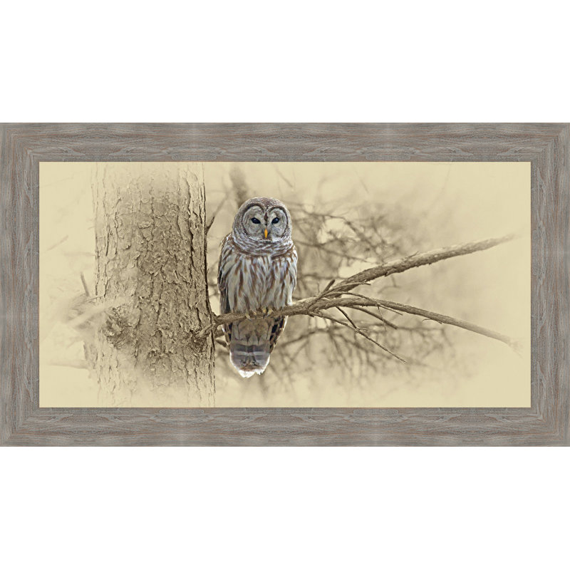 « barred hibou », reproduction de photo encadrée