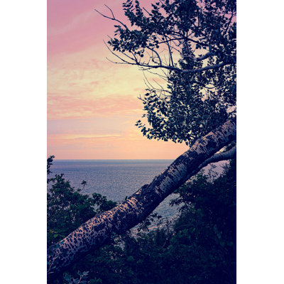 Birch At The Overlook - Wrapped Canvas Art Prints