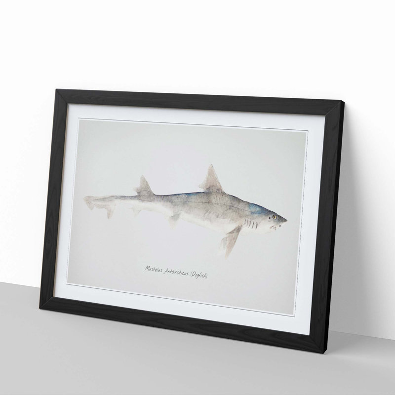 Illustration of a Dogfish by F.E. Clarke - Picture Frame Painting Print, Black Framed, 48cm H x 65cm W x 2cm D